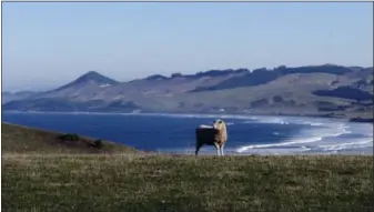  ?? GIOVANNA DELL’ORTO VIA AP ?? This photo shows a sheep pasture at Katiki Point, about an hour’s drive north of the city of Dunedin in New Zealand’s South Island. Dunedin is one of the starting points of the Southern Scenic Route, which meanders past massive mountain ranges and...