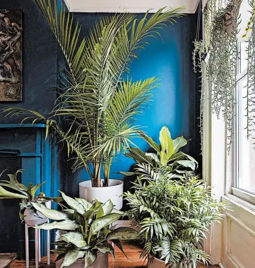  ?? BRAD DICKSON ?? Don’t just put a single orchid in the corner. Instead, try a grouping of plants.