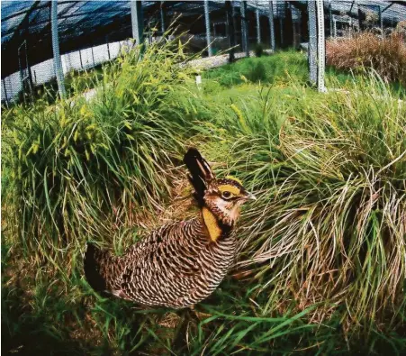  ?? Stephanie Adams / Houston Zoo ?? The Houston Zoo keeps breeding pairs of Attwater’s prairie chicken in special pens.