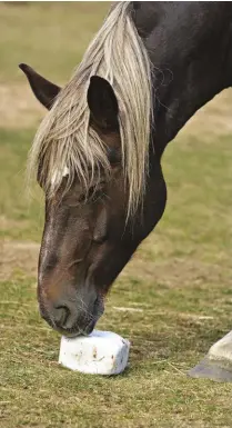  ??  ?? Horses are good at regulating their salt intake to their needs, so supply a block for when the need strikes.