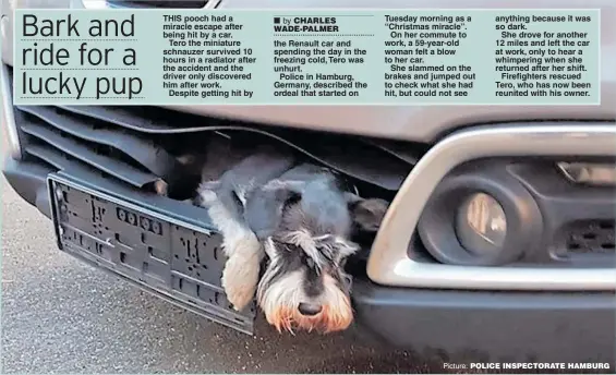  ??  ?? THIS pooch had a miracle escape after being hit by a car.Tero the miniature schnauzer survived 10 hours in a radiator after the accident and the driver only discovered him after work.Despite getting hit by the Renault car and spending the day in the freezing cold, Tero was unhurt.Police in Hamburg, Germany, described the ordeal that started on Tuesday morning as a “Christmas miracle”.On her commute to work, a 59-year-old woman felt a blow to her car.She slammed on the brakes and jumped out to check what she had hit, but could not see anything because it was so dark.She drove for another 12 miles and left the car at work, only to hear a whimpering when she returned after her shift.Firefighte­rs rescued Tero, who has now been reunited with his owner.