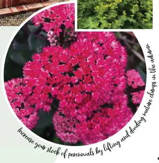  ??  ?? Sedum is a much-loved hardy perennial. This bright variety will add colour to a border while its nectar-rich blooms will draw in bees and butterflie­s year after year