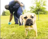  ?? John Doman / Associated Press ?? Dog owners who repurpose plastic grocery bags as poop collectors will soon lose access to their neverendin­g supply and will have to look to alternativ­es.