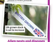  ??  ?? UK-grown stock is set to increase