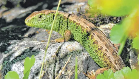  ?? ARCHIVFOTO: KARIN SCHÄDLER ?? 2020 und 2021 ist die Zauneidech­se „Reptil des Jahres“. Dieses Exemplar wurde in Oberopfing­en fotografie­rt.