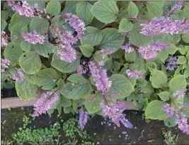  ?? PHOTOS BY JOSHUA SISKIN ?? Cape lilac will grow in any soil type, propagates easily and blooms most heavily in the fall.