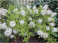  ??  ?? Panicle hydrangea ‘Quick Fire’ is a generous, easy care shrub for the border, and lush cut flowers for the table. The flowers emerge white, gradually turn pink and finally age to a dusky rose/pink in the fall.