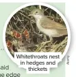  ??  ?? Whitethroa­ts nest in hedges and thickets