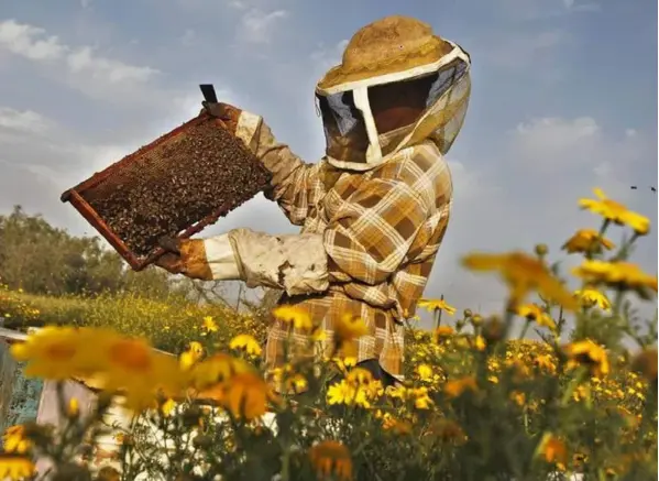  ?? FACEBOOK dE LA CÁMARA ?? Los apicultore­s calculan que en el país hay actualment­e entre 30.000 y 40.000 colmenas, ubicadas en cerca de 800 apiarios. Pero afirman que los residuos de agroquímic­os matan cada año cerca del 7% del total de abejas.