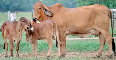  ?? F.E ?? La ventaja de tener un animal del tipo Gyr, por ejemplo, es que el inversioni­sta garantiza la producción de carne y de leche a la vez.