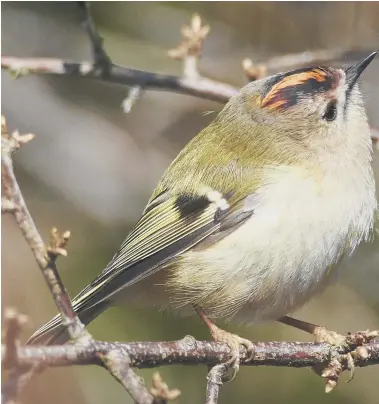  ?? ?? People might think the wren is Britain’s smallest bird but the title actually belongs to the goldcrest, which weighs just six grams – about the same as a 10p coin