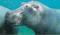  ?? FOTO: EPPINGER ?? Aus einer neuen Perspektiv­e können große und kleine Besucher im Kölner Zoo das Leben der Flusspferd­e verfolgen.