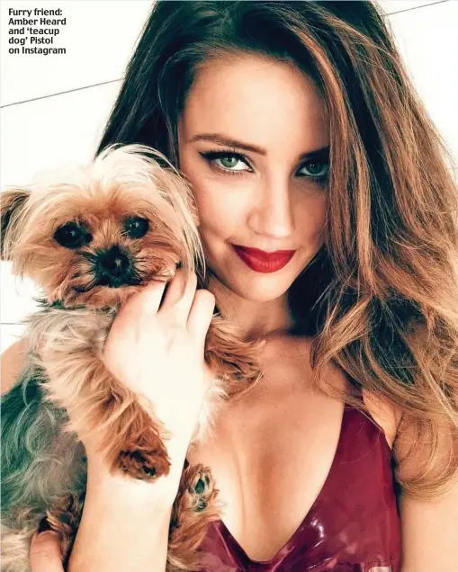  ??  ?? Furry friend: Amber Heard and ‘teacup dog’ Pistol on Instagram