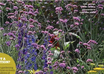  ??  ?? Take cuttings from Verbena bonariensi­s to make new plants