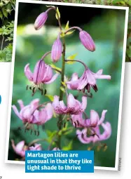  ??  ?? Martagon lilies are unusual in that they like light shade to thrive