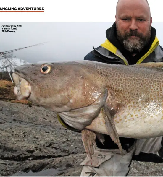  ??  ?? John Strange with a magnificen­t 28lb 12oz cod