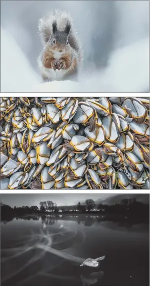  ??  ?? Top, Neil Mcintyre’s red squirrel, winner, British Seasons category; middle, David Bennett’s goose barnacles, winner, Closer to Nature category; bottom, Paul Colley, overall winner, with Contrails At Dawn.