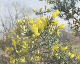  ?? ?? Gorse ©Neil Fletcher Sussex Wildlife Trust