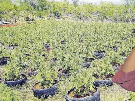  ?? (Photo: Observer file) ?? A ganja plantation in rural Jamaica using worn-out tyres as planters.