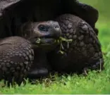  ??  ?? A Galapagos giant tortoise makes its way through the lush greenery of Santa Cruz Island, while the bright colours on the Sally Lightfoot Crab in the Galapagos Islands make it an eye-catching creature.