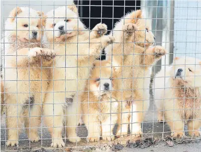  ??  ?? FASHION VICTIMS: Chow chows taken into the care of the Dogs Trust after they were smuggled into the UK