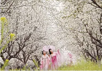  ?? AFP-Yonhap ?? People walk under crabapple blossoms in China’s Hebei province, April 8. While tourism is considered one area where Chinese people are willing to spend, consumer sentiment remains cautious among middle class families, particular­ly with the general lack of confidence in property and financial markets.