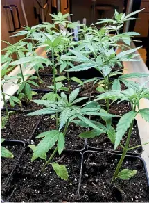  ?? AP ?? Cannabis seedlings grow under lights as partofa research project by students in the new cannabis minor program at the State University of New York at Morrisvill­e, New York.