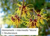  ?? ?? Hamamelis × intermedia ‘Vesna’ © Shuttersto­ck