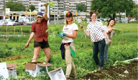  ?? FRESH CITY FARMS ?? Member farmers harvest mizuna greens beds at Fresh City Farms two-acre organic farm at Downsview Park.