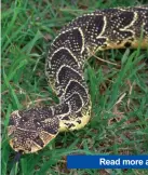  ??  ?? Puff adder Read more at www.georgehera­ld.com