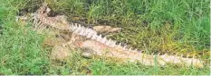  ??  ?? EVIDENCE: The remains of a 3m crocodile allegedly killed by the 69-year-old Deeral man. Picture: SUPPLIED