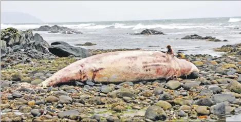  ??  ?? The whale, as yet unidentifi­ed, stranded on Killocraw Shore near Campbeltow­n.