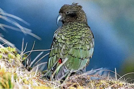  ?? BARRY HARCOURT ?? A man stressed out about his father’s ill health killed a noisy kea because it was annoying him, the Nelson District Court has been told. It is estimated that fewer than 5000 of the threatened alpine parrots remain in the wild.