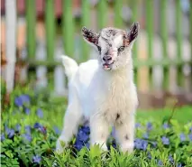  ?? 123RF ?? Goats are fun-loving tricksters, so prepare to have a secure backyard.