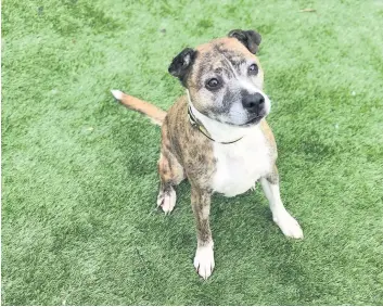  ??  ?? Friendly
Meika’s carers at Dogs Trust say she is affectiona­te and loves attention