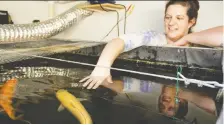  ?? RICHARD MARJAN ?? Tanks full of large koi are part of an aquaponic closed-loop system at Mary Erickson’s Greenhouse­s in Anaheim.