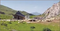  ??  ?? Dairy ewes near the communal shepherds’ hut in the French Pyrennees at 1,700m altitude.