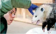  ?? [PHOTOS BY BRYAN TERRY, THE OKLAHOMAN] ?? Veterinari­an Faye Lorenzsonn checks on the health of a opossum at WildCare in Noble. The opossum was brought to Wildcare after suffering multiple injuries.