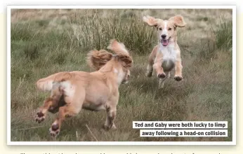  ??  ?? Ted and Gaby were both lucky to limp
away following a head-on collision