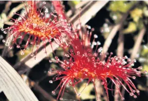  ?? Alan Wright ?? ● Round-leaved sundew