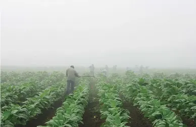  ?? ED REINKE/AP FILE PHOTO ?? Farm workers make their way across a field shrouded in fog as they hoe weeds from a burley tobacco crop near Warsaw, Ky. You may have to be at least 18 to buy cigarettes in the U.S., but children as young as 7 are working in fields, according to a...