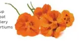  ??  ?? Turn up the heat with fiery nasturtium­s