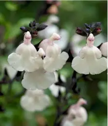  ??  ?? Salvia microphyll­a ‘Heatwave Glimmer’ has long-flowering, creamy- white blooms from July, with the slightest blush of pink contrastin­g with dark stems. Suitable for containers, it has a well-branched habit with large aromatic leaves.
