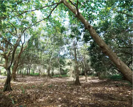  ??  ?? El Corredor del Yaguazo se utilizó en una época como basurero, por lo que su suelo está contaminad­o. Está en la Ciénaga Las Cucharilla­s, que a su vez es parte del Estuario de la Bahía de San Juan.