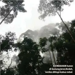  ??  ?? KEINDAHAN hutan di Gunung Jerai,Kedah, ketika dilitupi kabus tebal.