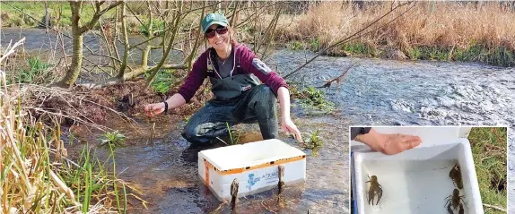  ?? ?? White clawed crayfish being released by conservati­onists from Bristol Zoological Society