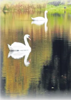  ??  ?? “The mute swans at Loch Milldam have been there for a long time and often come over to see me when I’m out for a walk,” says a Dundee reader.