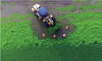  ?? Photograph: Getty Images ?? Workers cleaning algae in Qingdao, east China. Phosphorus is a major cause of water pollution,as the runoff from fertiliser use produces an excess of nutrients leading to algae blooms.