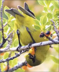  ?? A. BOONE NATIONAL PARK SERVICE
photo ?? An amakihi takes a bite out of a pilo berry in Haleakala National Park in 2021. The Birds, Not Mosquitoes project aims to suppress nonnative mosquitoes with a “mosquito birth control” to help prevent avian malaria.