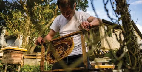  ??  ?? Yip places a newly framed honeycomb into a Langstroth hive at his apiary in Hong Kong, after he removed the honey-filled bees nest from a hillside using his bare hands.